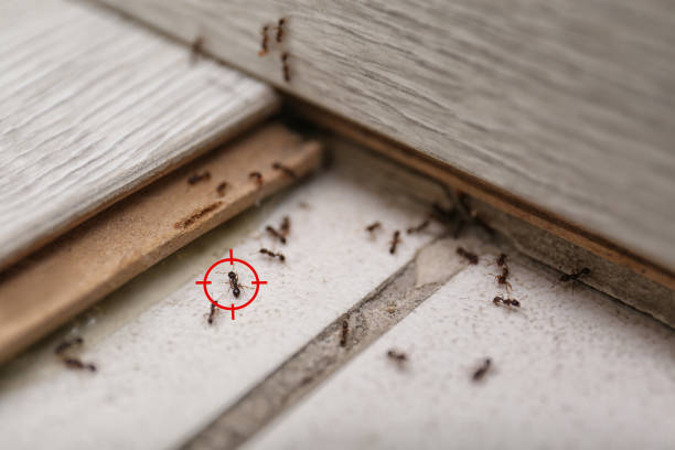 Best Bed Bug Extermination  in Dellwood, MN