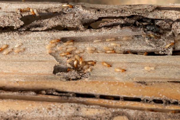 Best Best Pest Control Companies  in Dellwood, MN